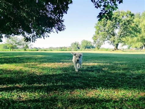 Perro En El Campo Contra Un Cielo Despejado Foto Premium