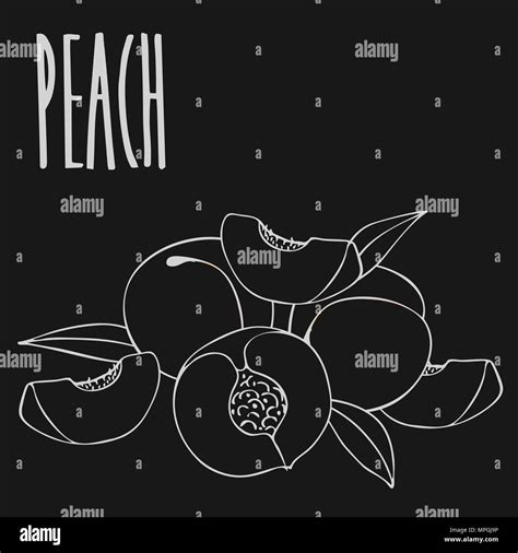 Isolate Ripe Peach Fruit As Chalk On Blackboard Close Up Clipart In