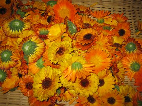 Calendula Rosewoods Herbal