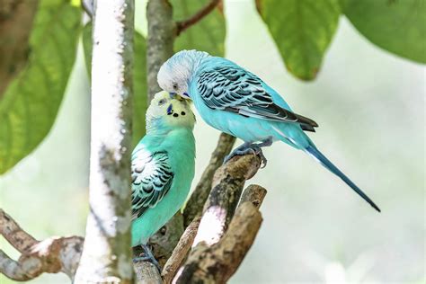 Two Blue Parakeets