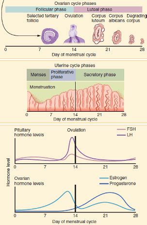 Menstrual cycle in human females - Physiology MCQ