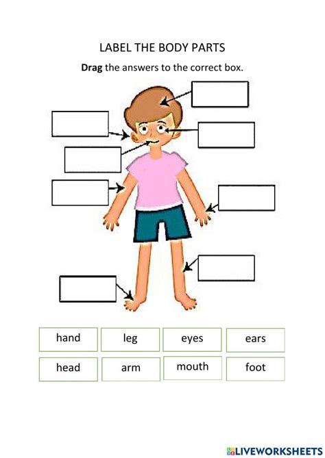 Human Body Label Worksheet Worksheets Library