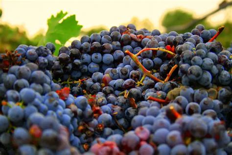 Generazione Next Il Nuovo Volto Del Vino Siciliano Strada Mangiando