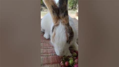 Rabbit 🐰eating Fruit Youtube