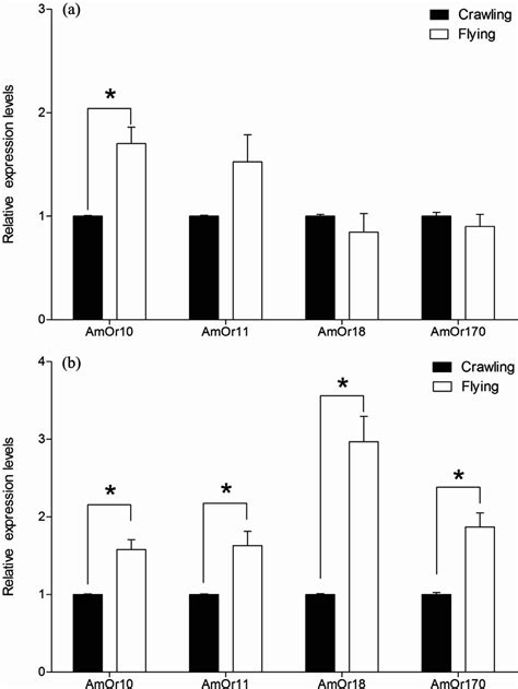 Expression Patterns Of Four Candidate Sex Pheromone Receptors In Honeybee Drones Apis Mellifera