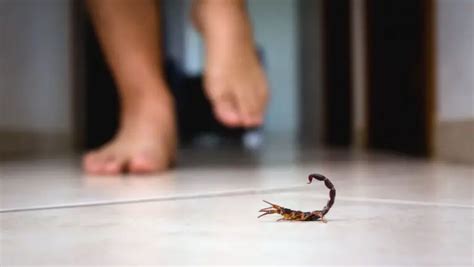 What Can Scorpion Stings Cause 7 Scorpion Bite After Effects The Scorpion Hobby