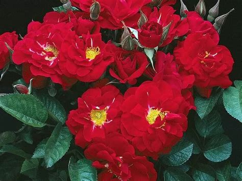 Linda Campbell Rose All About Roses