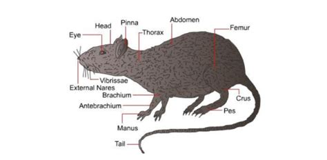 exploring rat anatomy structures  functions quiz quiz flashcards