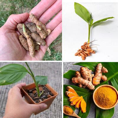 Fresh Turmeric Root Plant Curcuma Longa Live Rhizomes For Ready To