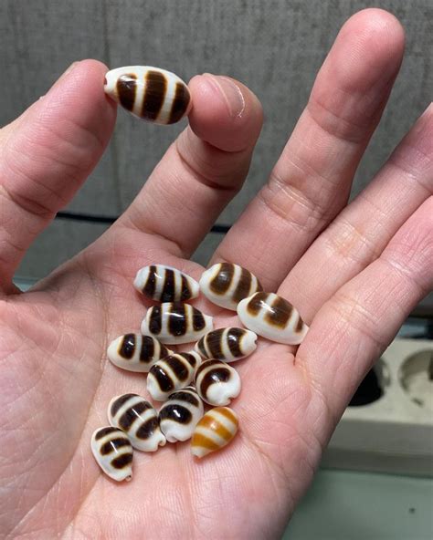 Ino Seashells On Instagram “handful Of Cowries Cypraea Asselus L 1758 ” Conchas