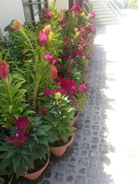 Beautiful And Blooming Coxcomb Flower Potted At The Main Entrance Of