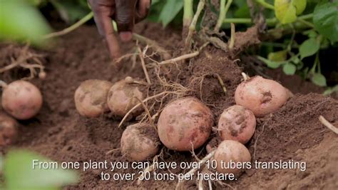 Towards A Late Blight Resistant Potato For Africa Youtube