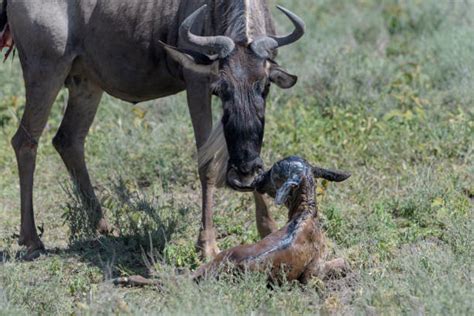 670+ Wildebeest Calves Stock Photos, Pictures & Royalty-Free Images ...