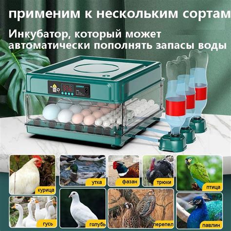 Инкубатор для яиц - купить с доставкой по выгодным ценам в интернет ...