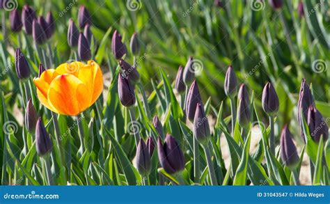 Gelbe Tulpe Im Blumenbeet Mit Purpurroten Tulpen Stockbild Bild Von