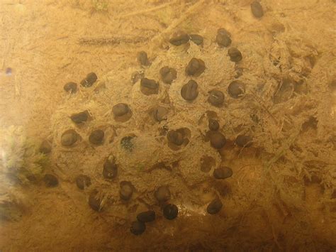 Eastern Spadefoot – PA HERP IDENTIFICATION