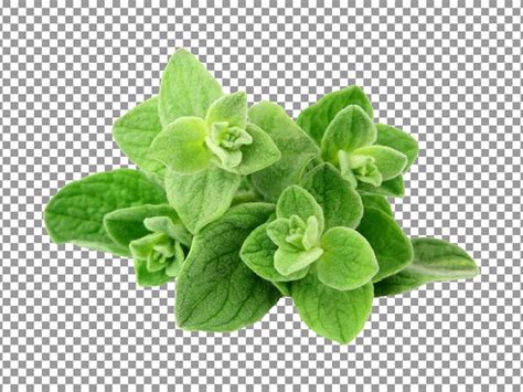 Premium PSD Bunch Of Oregano Leaves On Transparent Background