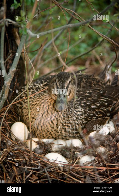 mallard duck nesting sign