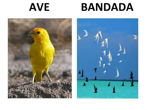Sustantivos Colectivos De Barco 1