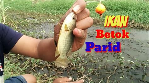 Mancing Tepat Di Sarang Ikan Mancing Ikan Betok Papuyu Umpan