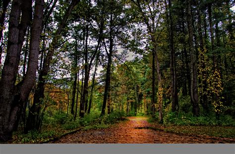 Wallpaper Sunlight Trees Nature Road Green HDR Wilderness