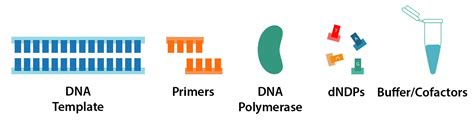 PCR Machine Principle Parts Steps Types Uses Examples 48 OFF