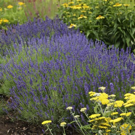 Lavender Hidcote - Sugar Creek Gardens