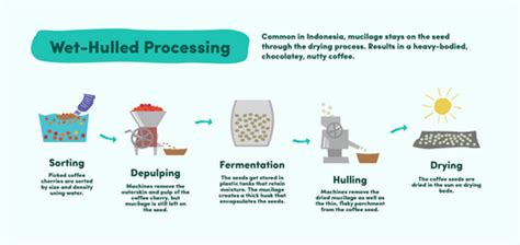 Coffee Processing Methods | Discover How Coffee Gets Made – Bean & Bean ...