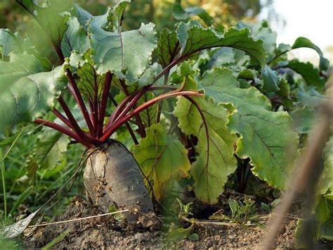 Суперсолодкий буряк на грядці — дуже просто: ви не повірите, що для ...