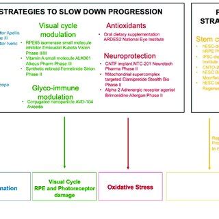Summary of the potential therapeutic strategies to slow down ...