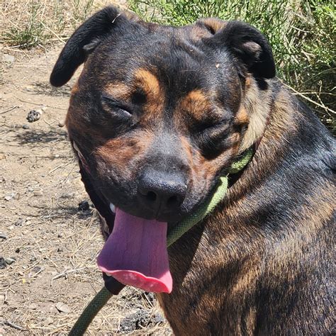 Admiral – Grand Rivers Humane Society