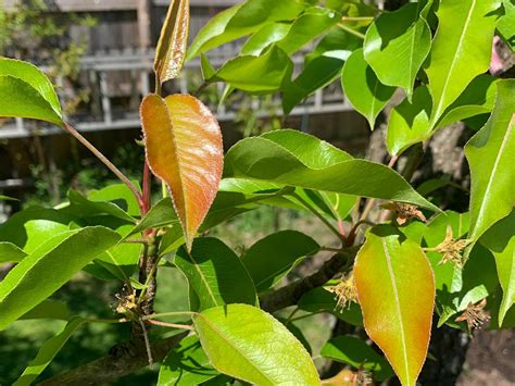 Почему у груши краснеют листья? Проблемы и их решения. Фото — Ботаничка