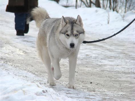 El Alaskan Malamute, el fortachon y cariñoso perro del Artico.