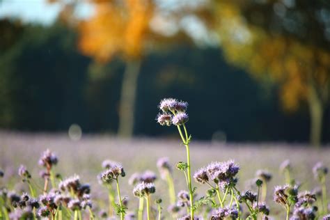 Free Images Landscape Nature Blossom Field Meadow Prairie