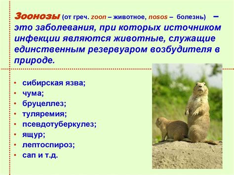 Возбудители зоонозных инфекций - презентация онлайн