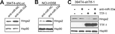 TTF 1 Up Regulation Of MiR 33a Suppresses HMGA2 Expression In Human And