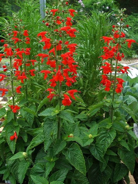 Salvia coccinea Lady in Red