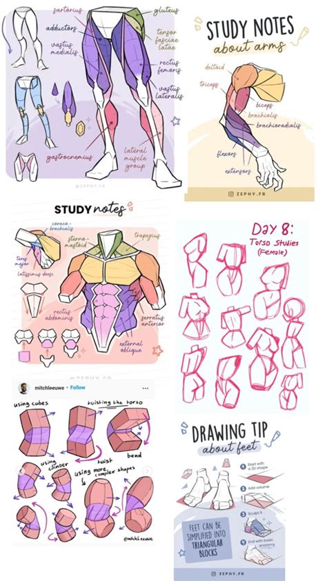 Study Anatomy For Drawing