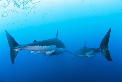 19 Fascinating And Reassuring Facts About Sharks