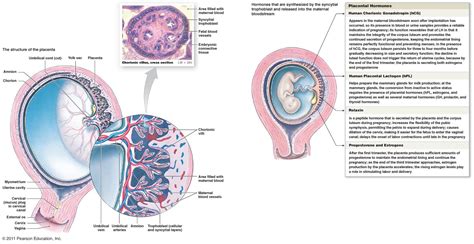 Embryo Online 3 Circulation — Somatic Body