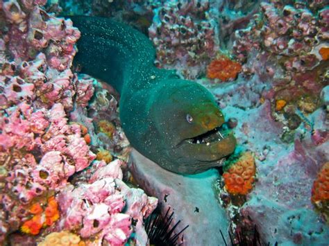 Moray Eel