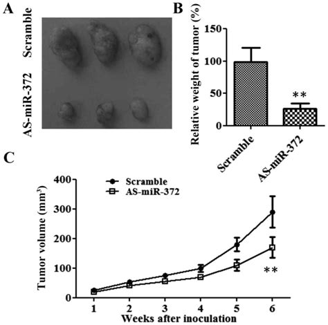 Mir Promotes Breast Cancer Cell Proliferation By Directly Targeting