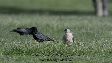 Cooper S Hawk Eating Flicker Accipiter Cooperii Youtube