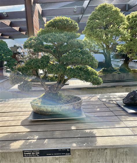 leptospermum laevigatum bonsai