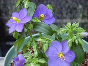 Экзакум – уход в домашних условиях. Выращивание экзакума, пересадка и ...