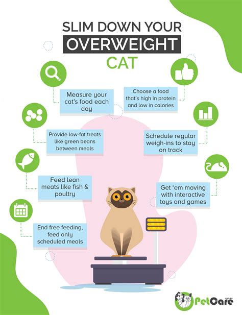 tips for cat losing weight easily 5