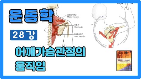 운동학 28강 어깨가슴관절의 움직임 Youtube