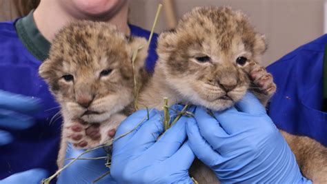 newborn baby zoo animal 2