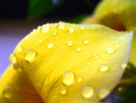 The beauty of Genista blooms - Flower Press