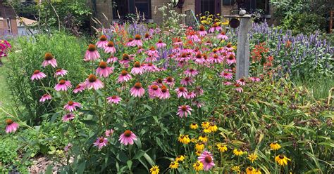 plants for pollinator garden
